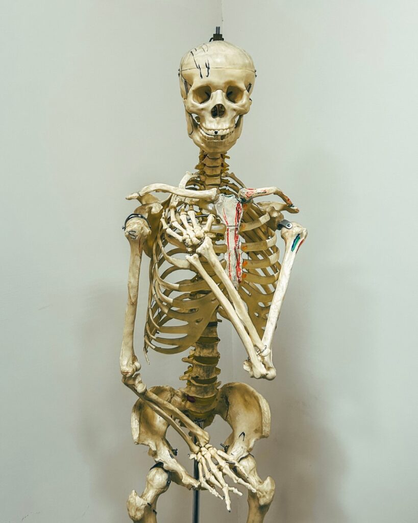 Anatomy skeleton model, a classic subject for extended reality in education examples