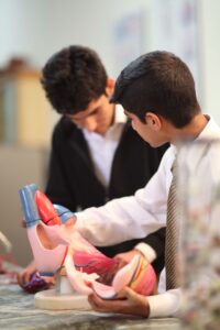 Students studying a human heart model, a topic brought to life by virtual reality in medical education